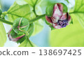 Passiflora alata swelling buds Passiflora alata swelling buds 138697425