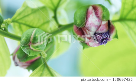 Passiflora alata swelling buds 138697425