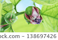 Passiflora alata buds Passiflora alata buds 138697426