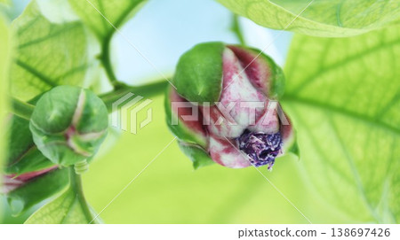 Passiflora alata buds 138697426