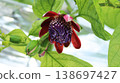 Brazilian passionflower Brazilian passionflower 138697427