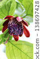 Brazilian passionflower Brazilian passionflower 138697428