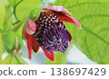 Brazilian passionflower Brazilian passionflower 138697429