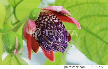 Brazilian passionflower 138697429