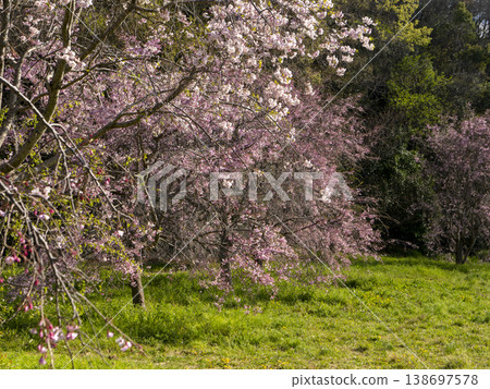 A weeping cherry tree in a field of dandelions A weeping cherry tree in a field of dandelions 138697578