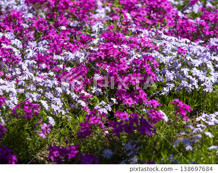 Vibrant moss phlox in bloom in the park Vibrant moss phlox in bloom in the park 138697684