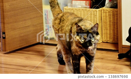 兩隻寵物貓在屋內休息 兩隻寵物貓在屋內休息 138697698