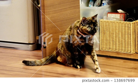 兩隻寵物貓在屋內休息 138697699