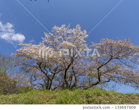 Cherry tree towering in the blue sky Cherry tree towering in the blue sky 138697809