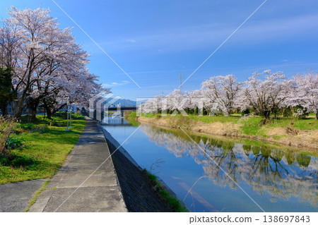 高山市，宮川綠園：櫻花盛開。 138697843
