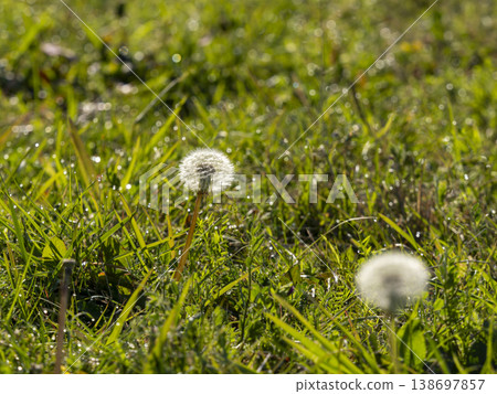 A field wet with morning dew and dandelion fluff 138697857