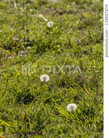 A field wet with morning dew and dandelion fluff A field wet with morning dew and dandelion fluff 138697859