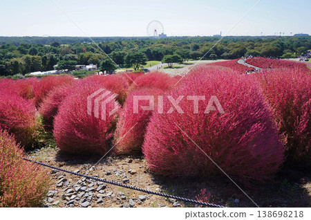茨城縣日立中市馬渡町日立海濱公園的掃帚草和地平線 茨城縣日立中市馬渡町日立海濱公園的掃帚草和地平線 138698218