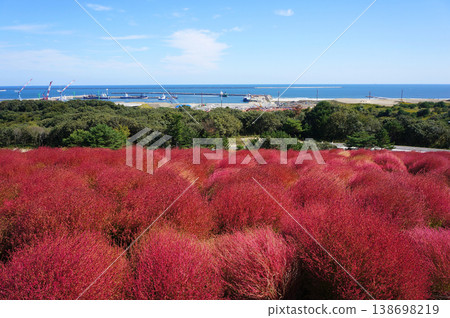 茨城縣日立中市馬渡町日立海濱公園的掃帚草和地平線 茨城縣日立中市馬渡町日立海濱公園的掃帚草和地平線 138698219