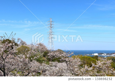 輸電塔在櫻花叢中巍然聳立，十分美麗。 138698232