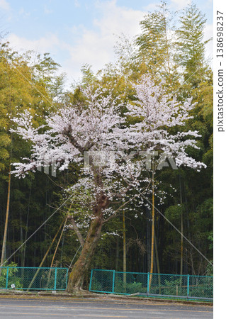 Sakura in Fushimi Momoyama Castle Sakura in Fushimi Momoyama Castle 138698237