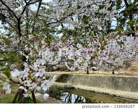 Sakura in Mukawa 138698267