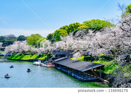 Chidorigafuchi Boating Area, Tokyo: Cherry blossoms in full bloom, 2026 138698278