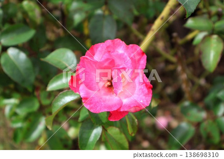 緋紅的孤獨－一朵充滿激情的花朵，點綴著深秋的雨滴。 138698310