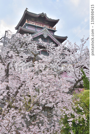 Sakura in Fushimi Momoyama Castle Sakura in Fushimi Momoyama Castle 138698415