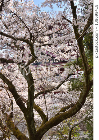 Sakura in Fushimi Momoyama Castle Sakura in Fushimi Momoyama Castle 138698419