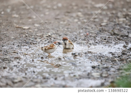A sparrow bathing in a puddle 138698522