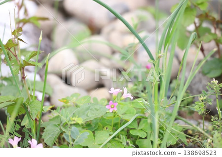 Murasaki Kabaki Flower 138698523