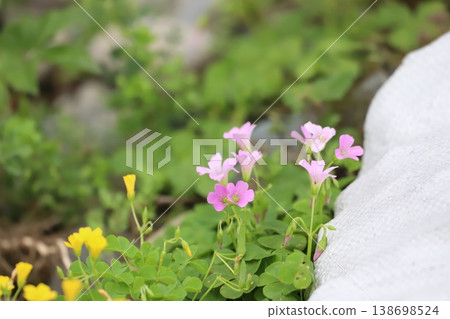 Murasaki Kabaki Flower 138698524