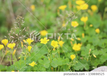 Oxalis flower 138698525