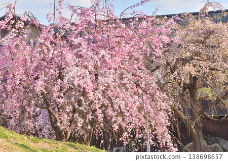 Cherry blossoms at Pontocho Park Cherry blossoms at Pontocho Park 138698657