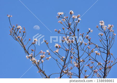先鬥町公園的櫻花 先鬥町公園的櫻花 138698661