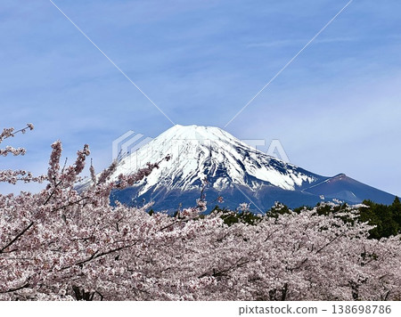 Cherry blossoms and Mt. Fuji shine against the blue sky in spring Cherry blossoms and Mt. Fuji shine against the blue sky in spring 138698786