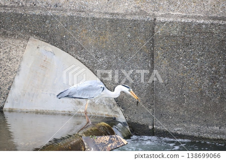 A grey heron that has caught its prey A grey heron that has caught its prey 138699066