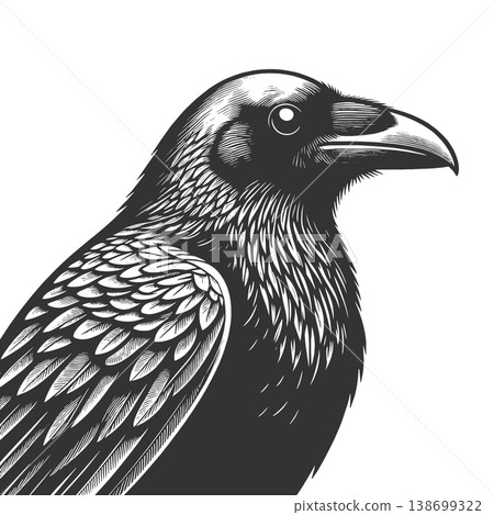 Raven engraving sketch raster illustration 138699322