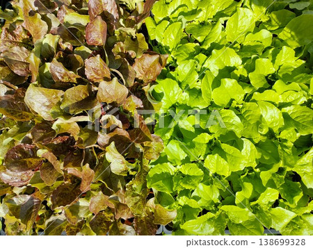 An overhead photo of fresh two-colored lettuce seedlings. An overhead photo of fresh two-colored lettuce seedlings. 138699328