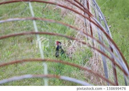 A pheasant peeking out from the grass A pheasant peeking out from the grass 138699476