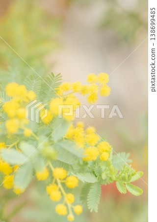 黃色的含羞草花預示著春天的到來。 [春天] 138699485