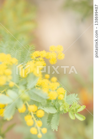 Yellow mimosa flowers herald the arrival of spring. [Spring] 138699487