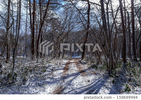 A scene of a snowy forest road with sunlight filtering through it a-1 138699994