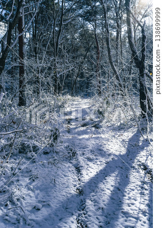陽光透過白雪灑在林間小路上。 c-2 冷色調 138699999