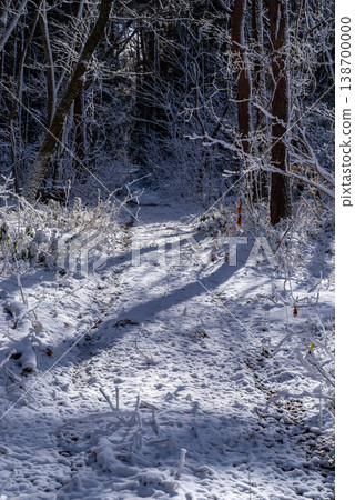 陽光灑落在白雪皚皚的林間小路上 d-1 138700000