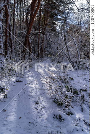 A snowy forest road landscape bathed in sunlight e-1 138700002