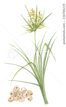 Watercolor painting of sedge and tiger nuts (skinless). Watercolor painting of sedge and tiger nuts (skinless). 138700235