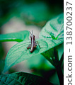 Tiny grasshopper perches gently on a broad green leaf 138700237