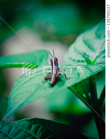 Tiny grasshopper perches gently on a broad green leaf Tiny grasshopper perches gently on a broad green leaf 138700237