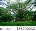 Lush green canopy spreads wide and proud 138700238