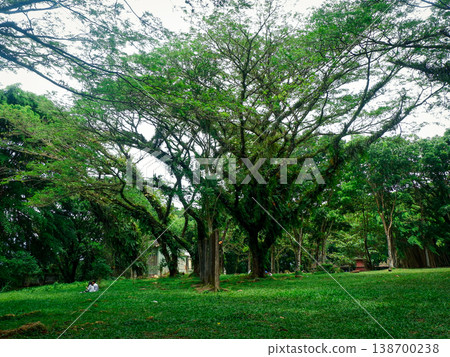 Lush green canopy spreads wide and proud 138700238