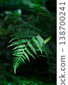 Fern fronds glow softly against dark green background 138700241