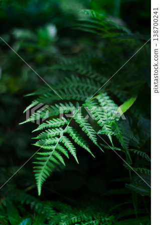 Fern fronds glow softly against dark green background 138700241