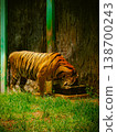 Tiger rests near a green-painted pole 138700243